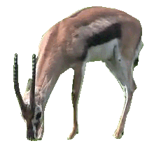 Gif animé antilope broute